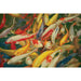 Koi Printed Canvas Painting - California Furniture (Coachella, CA)